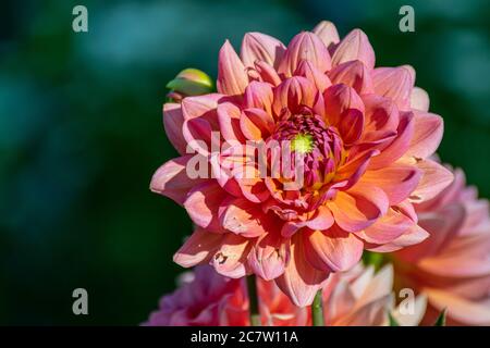 Pink dahlia petals macro, floral abstract background. Close up of flower beautiful dahlia in soft focus. Stock Photo
