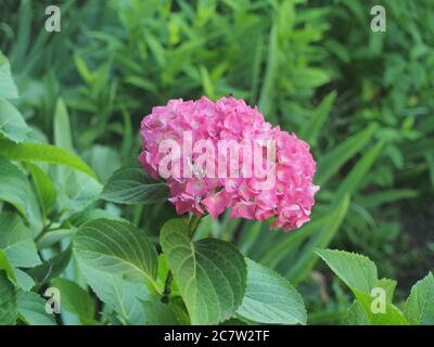Blooming pink hydrangea buds. Blooming garden flower. Close up. Stock Photo