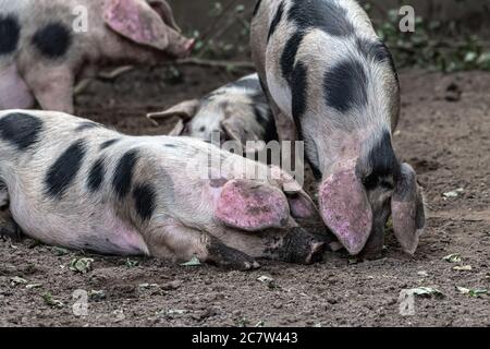 Bentheim Black Pied Pig (Sus scrofa domesticus) Stock Photo