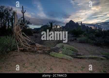 A fallen saguaro cactus lies in the Sonoran Desert, Ironwood Forest National Monument, Eloy, Arizona, USA. Stock Photo
