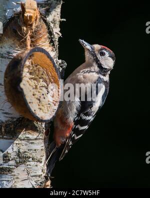 Juvenile Great Spotted Woodpecker (Dendrocopos major) on a silver birch tree. Stock Photo