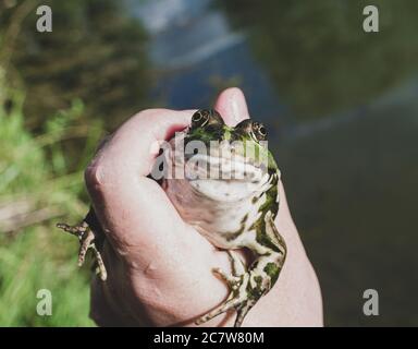 Caught lake frog in the hand, species Pelophylax ridibundus, female, the largest frog in Russia Stock Photo