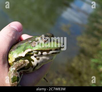 Caught lake frog in the hand, species Pelophylax ridibundus, female, the largest frog in Russia Stock Photo