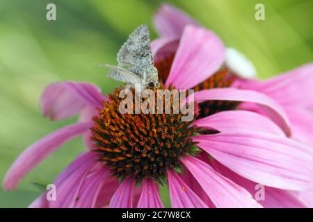 small ranunculus, Kompasslatticheule, Hecatera dysodea, parajbagoly ...
