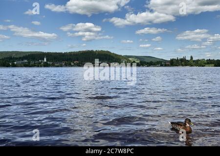 Lake Titisee in the Black Forest with green vegetation and the town behind the water in Titisee-Neustadt, Germany