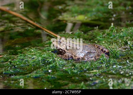 marsh frog, Seefrosch, Grenouille rieuse, Pelophylax ridibundus, tavi béka Stock Photo