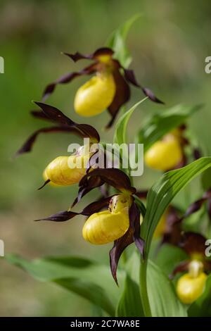cypripedium calceolus lady's-slipper orchid This is the largest orchid species in Europe Stock Photo