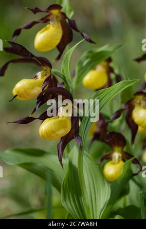 cypripedium calceolus lady's-slipper orchid This is the largest orchid species in Europe Stock Photo