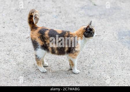 Wild tortoiseshell cat sideways standing on ground. Cat background Stock Photo