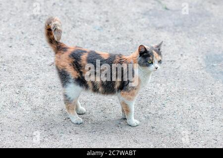 Wild tortoiseshell cat standing on ground. Cat background Stock Photo