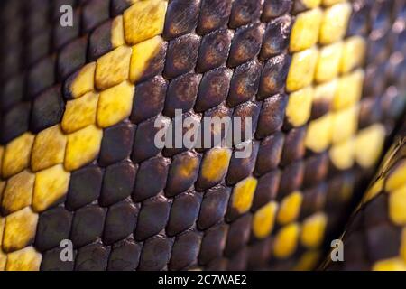 Python skin and scale. Close up and macro. Black and yellow snake skin texture, background, pattern Stock Photo