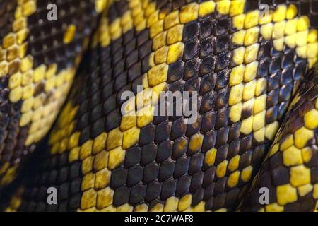 Python skin and scales. Macro. Black and yellow snake skin texture, background, pattern Stock Photo