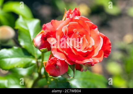 Red rose flower and buds on blurred background. Close up. macro. Floral poster, wallpaper, background. Stock Photo