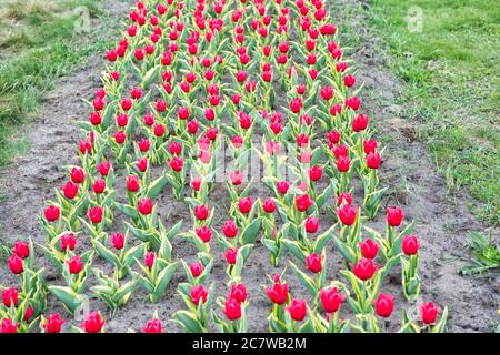 Soil for growing flowers. Growing perfect scarlet red tulips. Beautiful tulip fields. Field of tulips. Springtime bloom. Gardening tips. Growing flowers. Growing bulb plants. Enjoying nature. Stock Photo