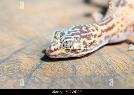 Close up of Leopard Gecko or Eublepharis on wooden surface. Macro. Reptile wallpaper, poster, background Stock Photo