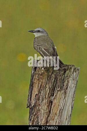Tropical Kingbird (Tyrannus melancholicus) adult perched on post  Bogota, Colombia     November Stock Photo