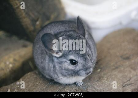 Closeup shot of a grey chinchilla on the rocks Stock Photo