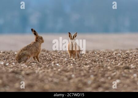 Pair of European Brown Hares- Lepus europaeus. Spring. Uk. Stock Photo