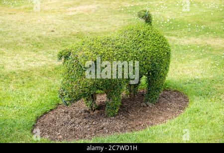 Pig frame topiary at spring in a garden. Stock Photo