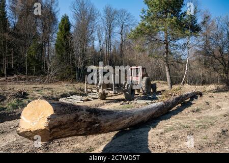 A felled tree and old tractor with trailer for wood transportation in the Bieszczady forest. Eastern Carpathians, Poland, Europe Stock Photo