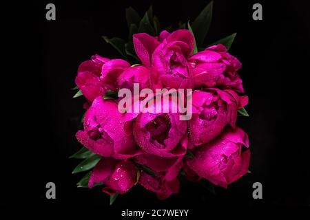 Red peony flowers bouquet with water drops on dark background. Festive or wedding background. top view. low key