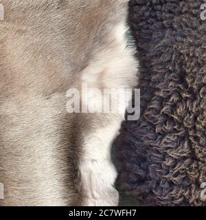 Black sheepskin and pale deer skin pelts abstract Stock Photo