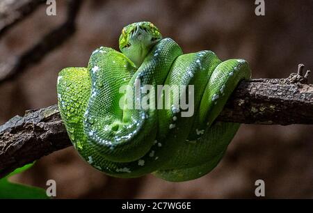 Berlin, Germany. 15th July, 2020. A green tree phyton has curled up. After two years of reconstruction, the renovated Alfred-Brehm-Haus in Berlin's zoo opens its doors to visitors. Credit: Paul Zinken/dpa-Zentralbild/ZB/dpa/Alamy Live News Stock Photo