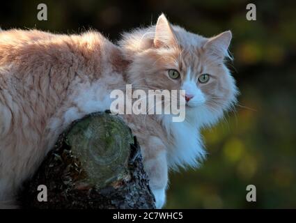 A big and strong norwegian forest cat lying on a stump in autumnal forest Stock Photo