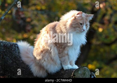 A big and strong norwegian forest cat sitting on a stump in autumnal forest Stock Photo