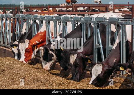 Holstein Frisian diary cows in free open stall Stock Photo