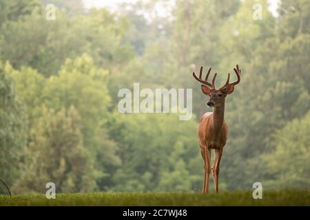 Large white-tailed deer buck with velvet antlers in an open meadow in summer Stock Photo