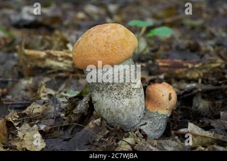 Edible mushroom Leccinum versipelle in the birch forest. Known as orange birch bolete. Two young bolete mushrooms growing in the leaves. Stock Photo