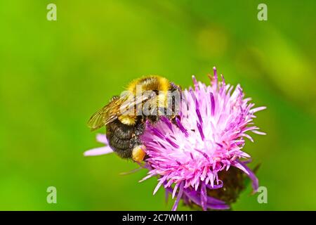 Bumble bee pollinating flower