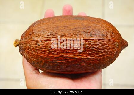 Cocoa nut in hand Stock Photo