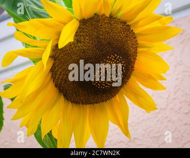 A sunflower grows along a city street, July 18, 2020, in Mobile, Alabama. Sunflowers typically reach peak growth in mid-summer. Stock Photo