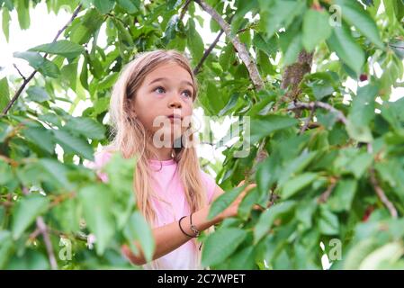 Child girl climbing a tree and tearing cherries in summer Stock Photo