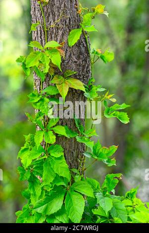Climbing vine on a tree trunk Stock Photo