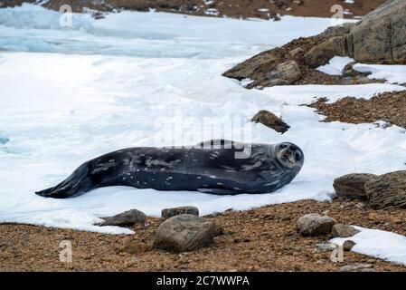 male. a large specimen of the polar seal or polar tiger lies on the ground and sunbathes after swimming underwater. Antarctic. Stock Photo