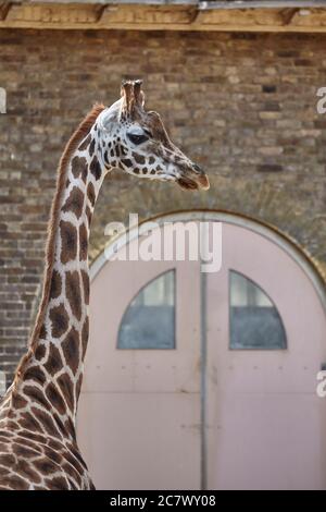 Giraffe at London Zoo seen from Regents Park Stock Photo