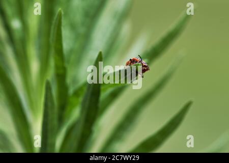Tiny firebug (Pyrrhocoris apterus) crawling on the edge of a leaf in green nature Stock Photo