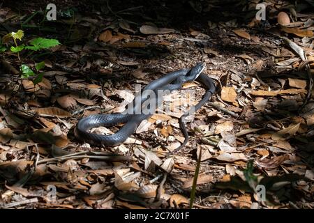 Southern black racer snake sunning in a forest. Stock Photo