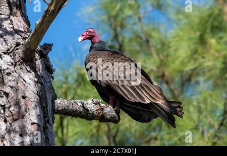 A turkey vulture perched in a tree. Stock Photo