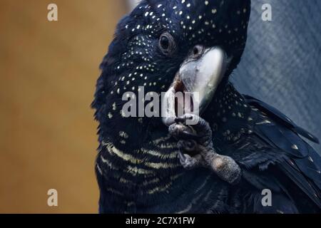 The red-tailed black cockatoo also known as Banksian- or Banks' black cockatoo, is a large black cockatoo native to Australia. Stock Photo