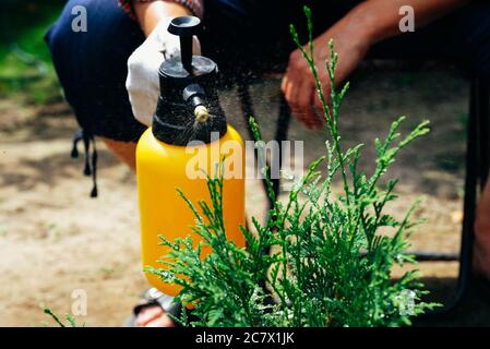 Farmer hand spraying pesticides on thuja tree. Plant diseases and pests protection concept. Garden sprayer. Stock Photo