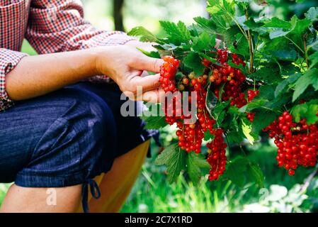 Farmer picking ripe red currant berries. Close-up view. Stock Photo