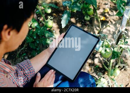 Farmer in greenhouse checking tomato plants using digital tablet. Farm innovative technologies concept. Stock Photo
