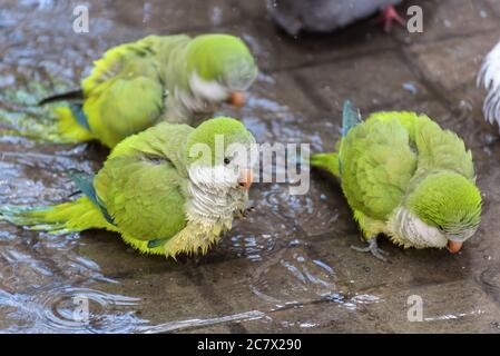 High angle shot of green macaw birds sitting on the wet ground Stock Photo