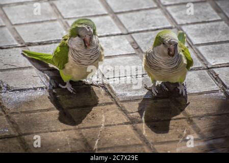 High angle shot of green macaw birds sitting on the wet ground Stock Photo