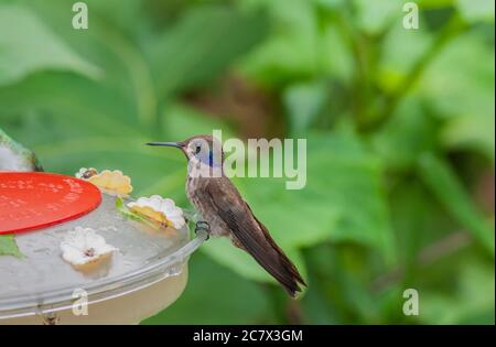 Brown Violetear Hummingbird, Colibri delphinae, Found at Septimo Paraiso Cloud Forest Reserve Stock Photo