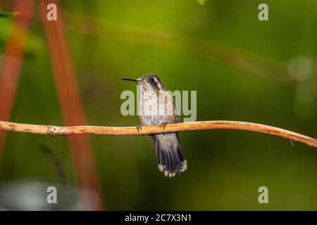 Speckled Hummingbird, Adelomyia melanogenys, at Guango Lodge in Ecuador Stock Photo